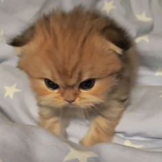 angry cat