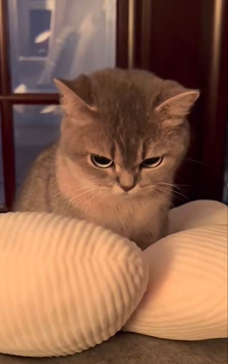 angry cat