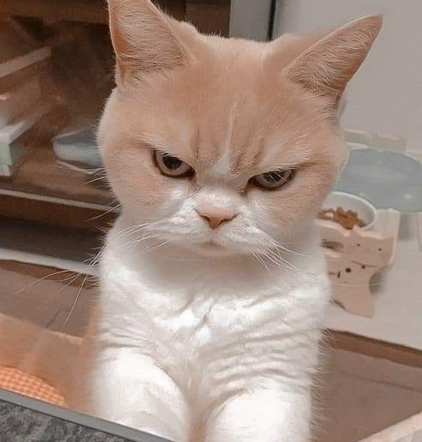 angry cat